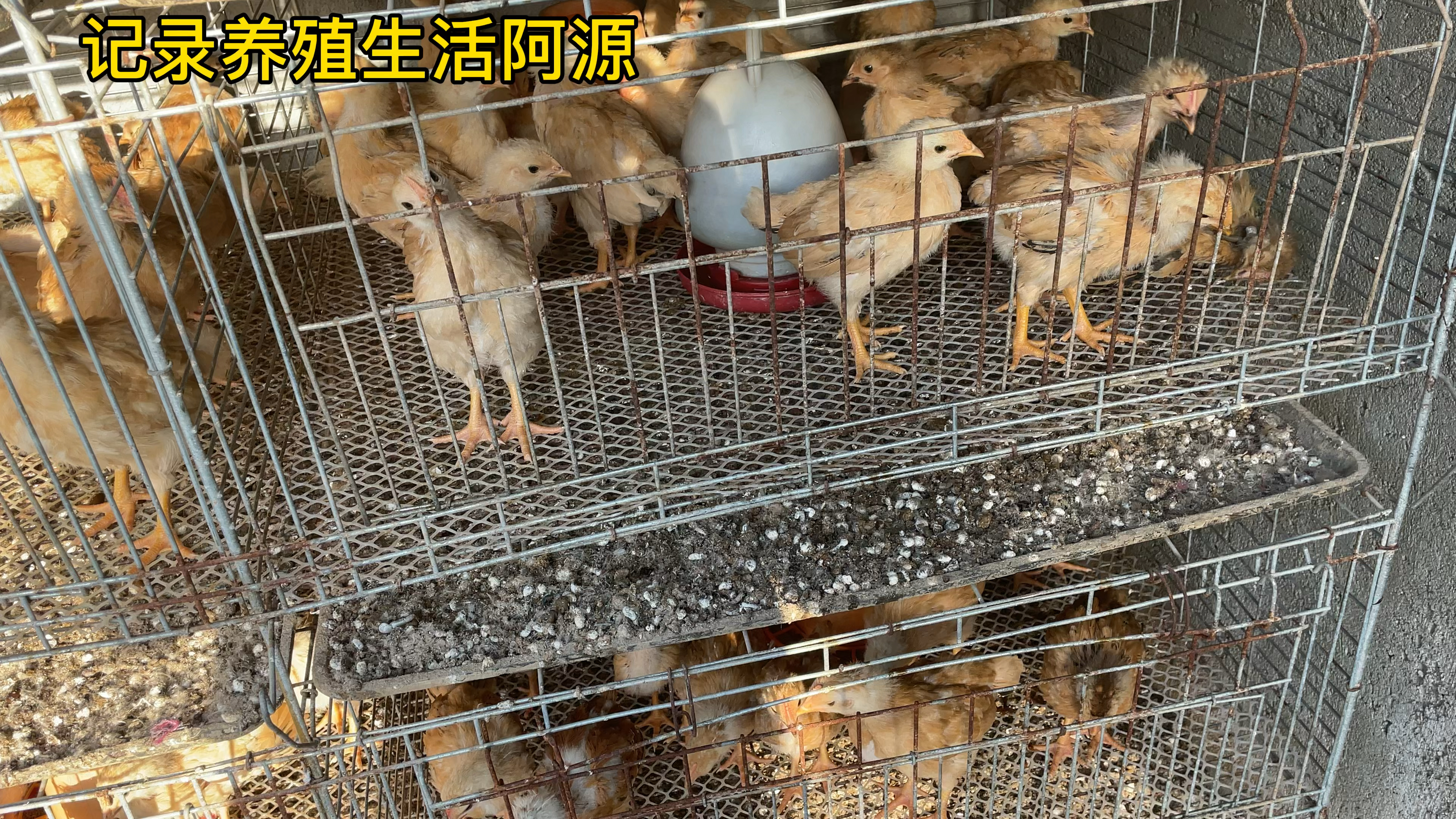 早上笼子死了一只鸡,解剖查看什么原因造成的.地上的鸡还可以