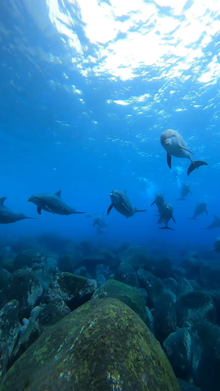 在大海中与一群海豚相遇