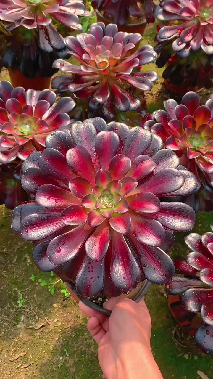 花纳锦的状态太美了