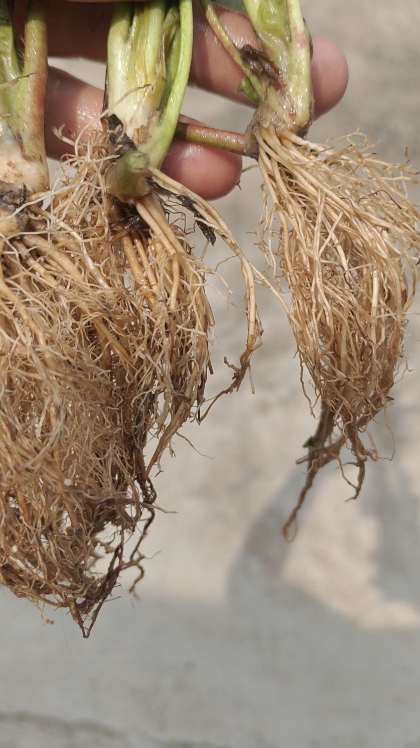 高垄育苗,土壤疏松透气,草莓苗根系更发达!