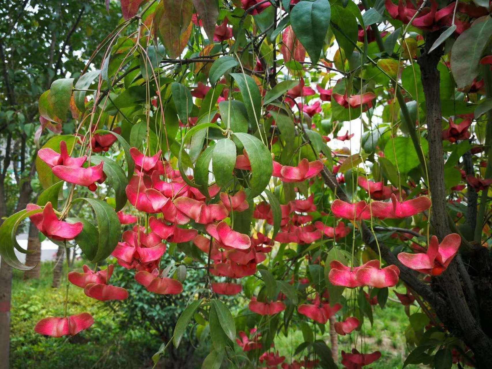 发现新植物:陕西卫矛——金丝吊蝴蝶 陕西卫矛: 别名金丝吊蝴蝶,金线