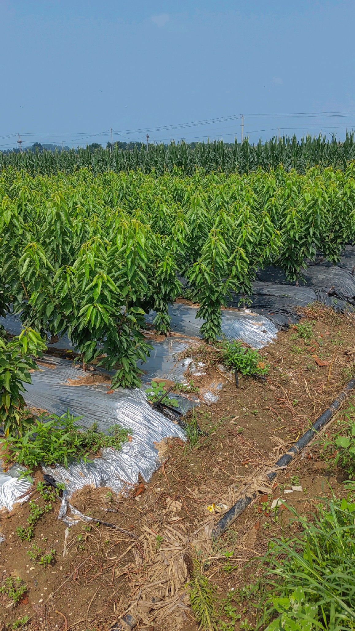 6月中旬才成熟的新品种塔玛拉大樱桃树苗,塔玛拉樱桃苗介绍