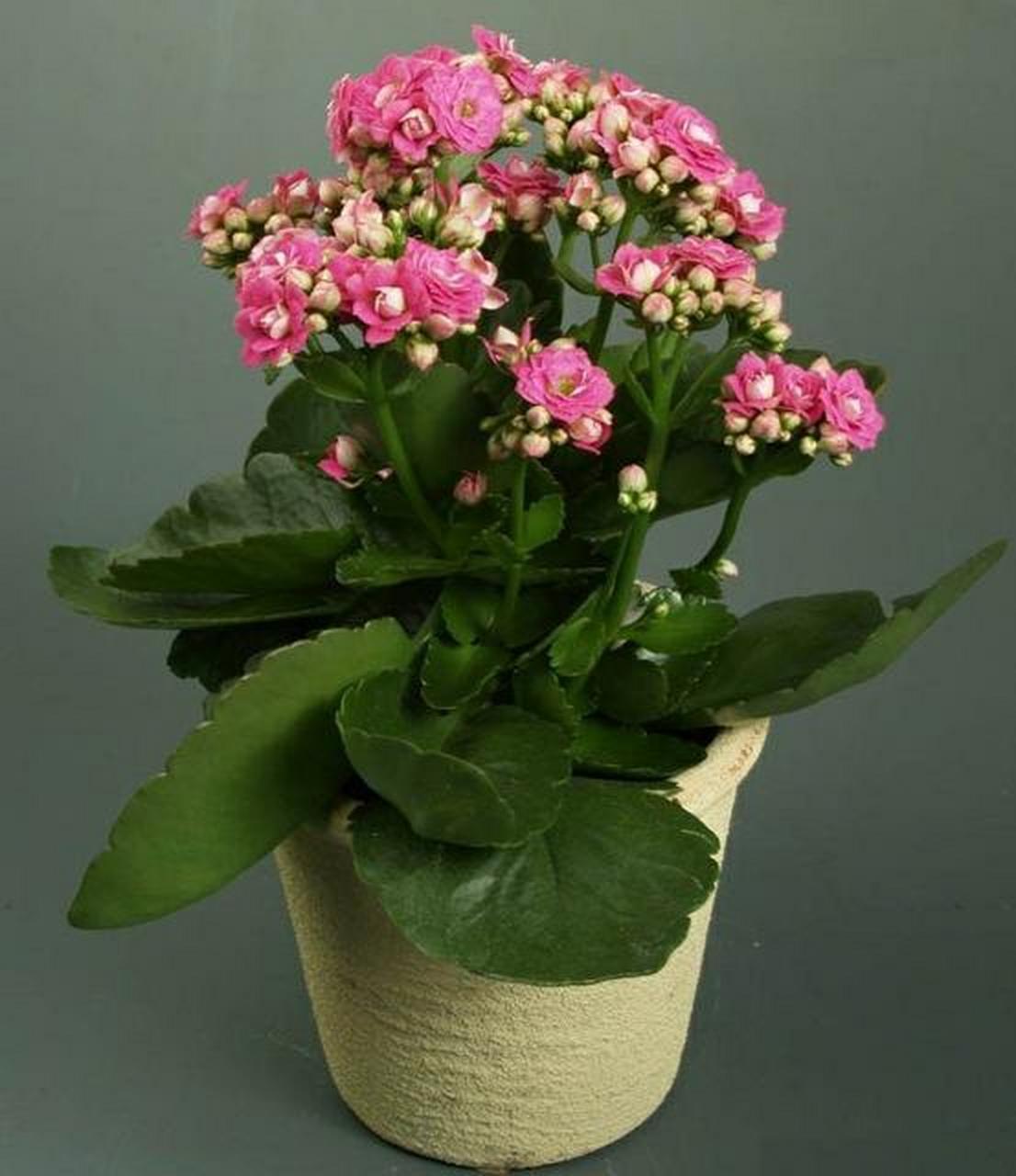 长寿花并不具有毒性,更不会致癌.