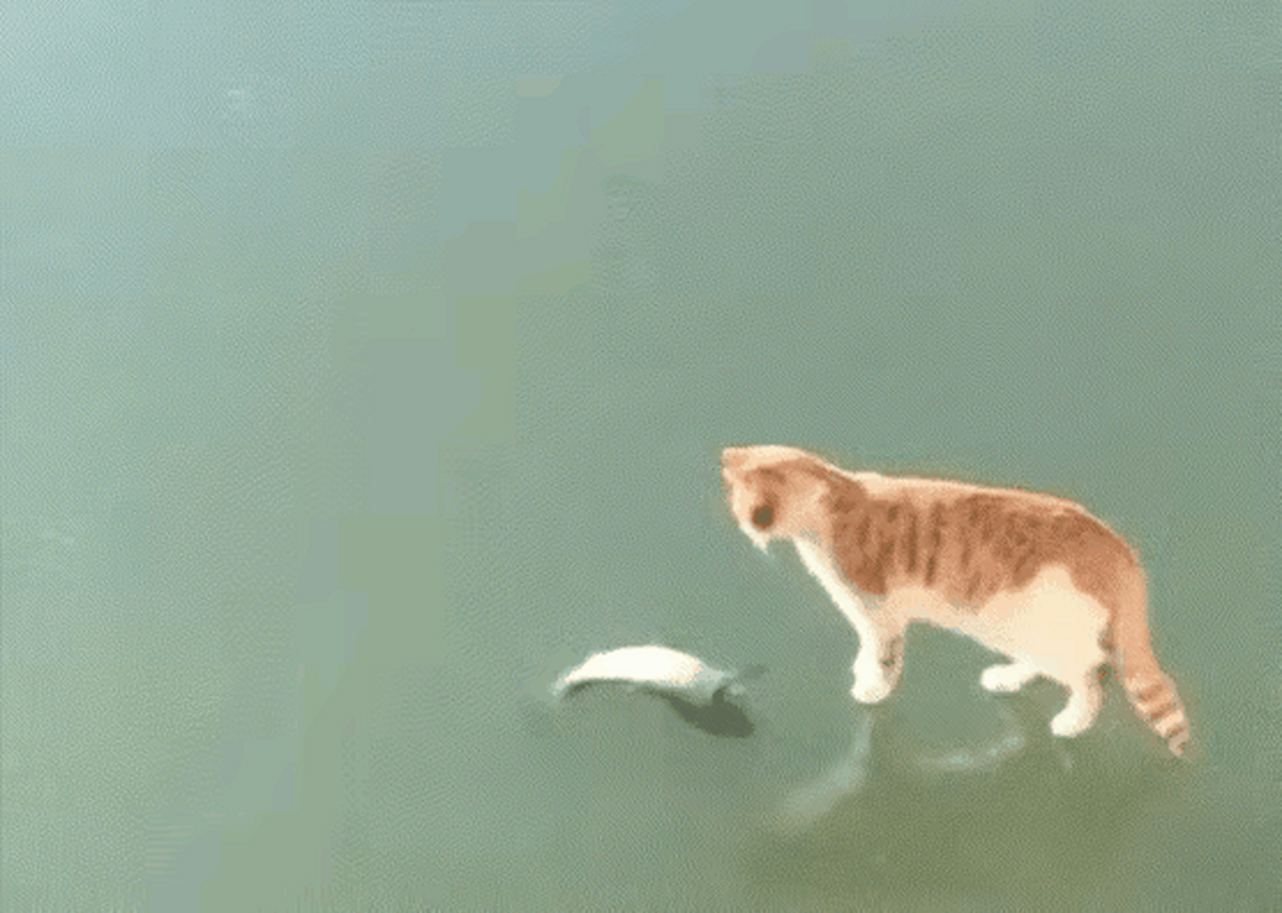 猫咪:白高兴一场