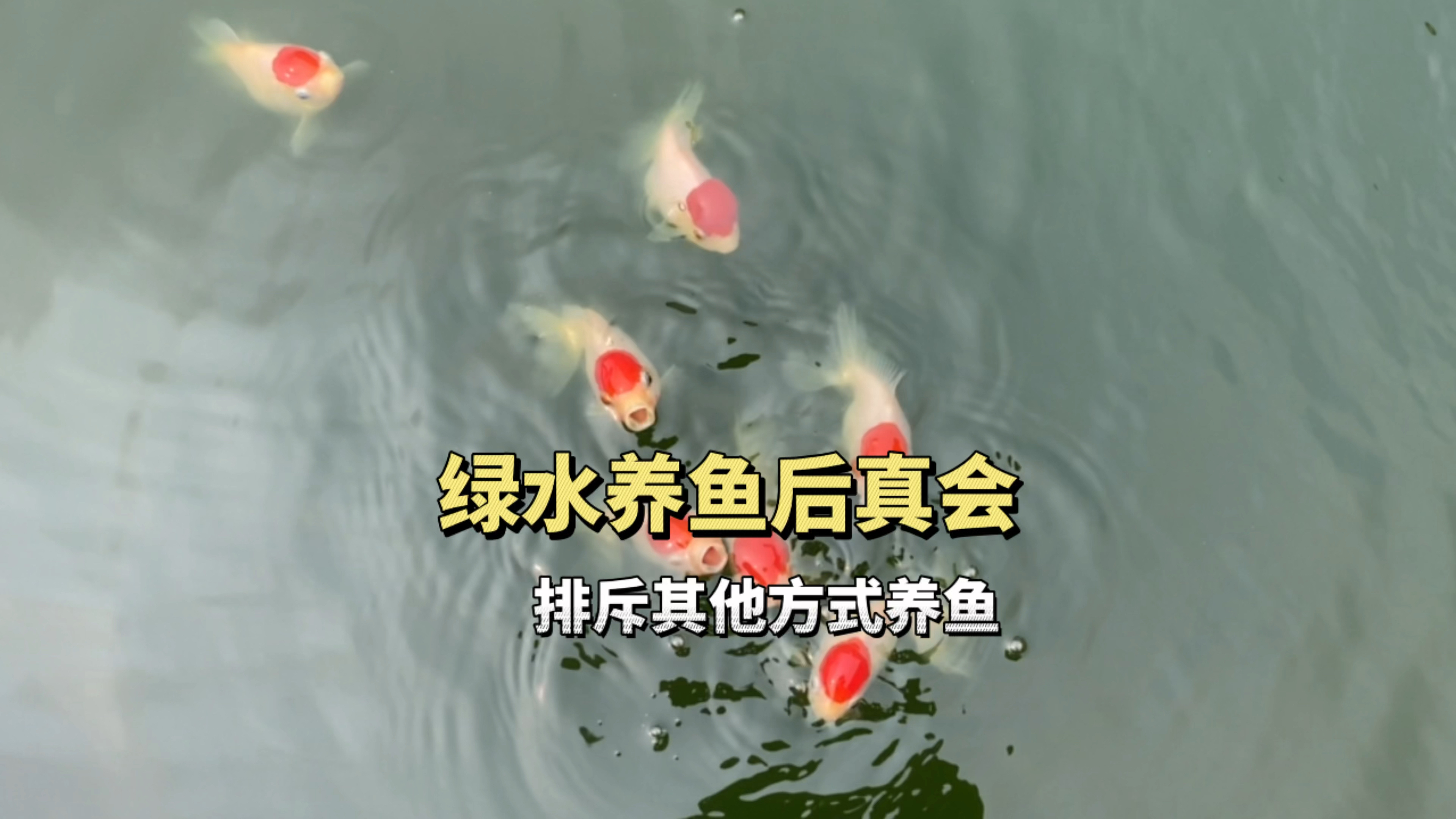 为什么绿水养鱼久了会排斥其他方式的养鱼呢?
