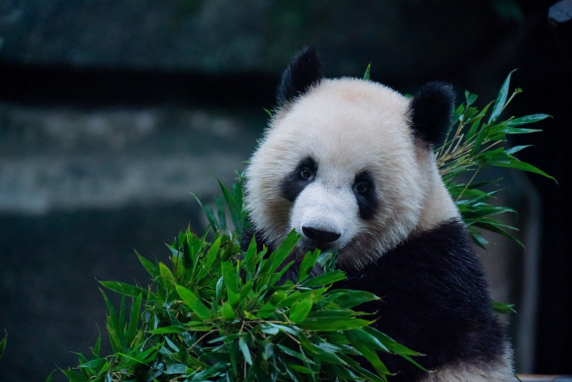 大熊猫正在卖力"营业","围炉煮茶"吃播卖萌,嬉戏玩耍,十分可爱.