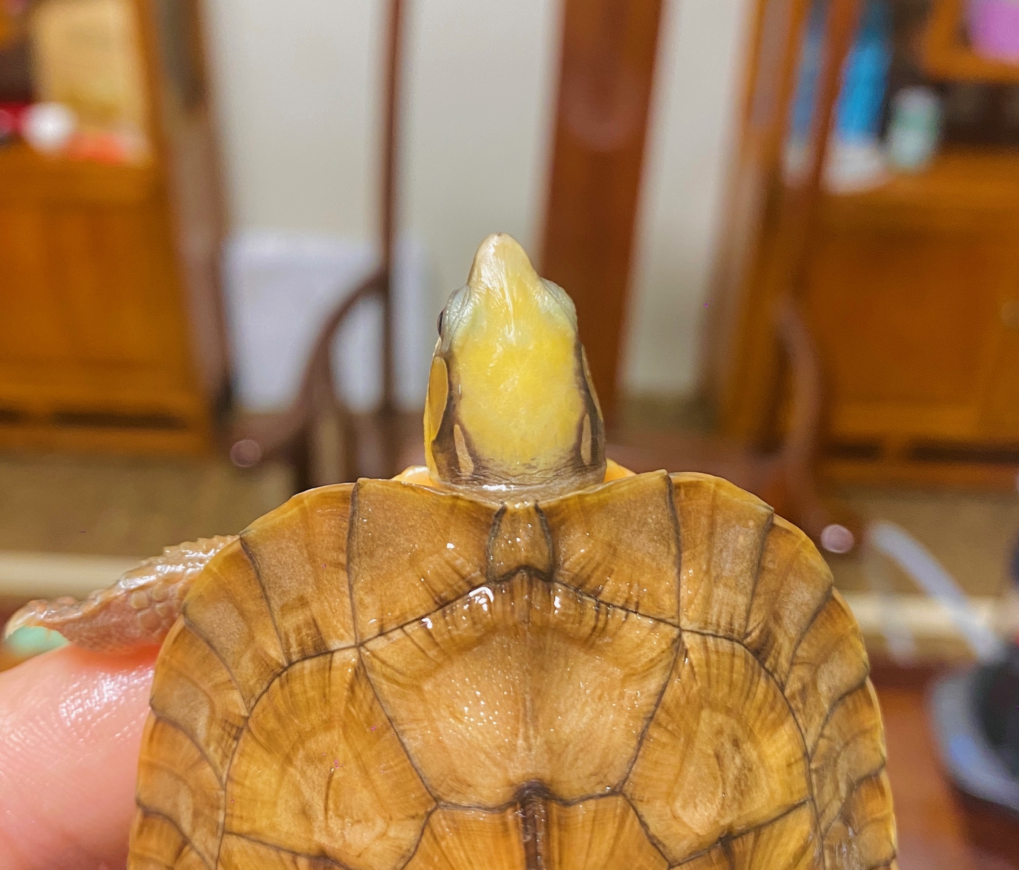 小众宠物之金钱龟品种价格与购买注意事项