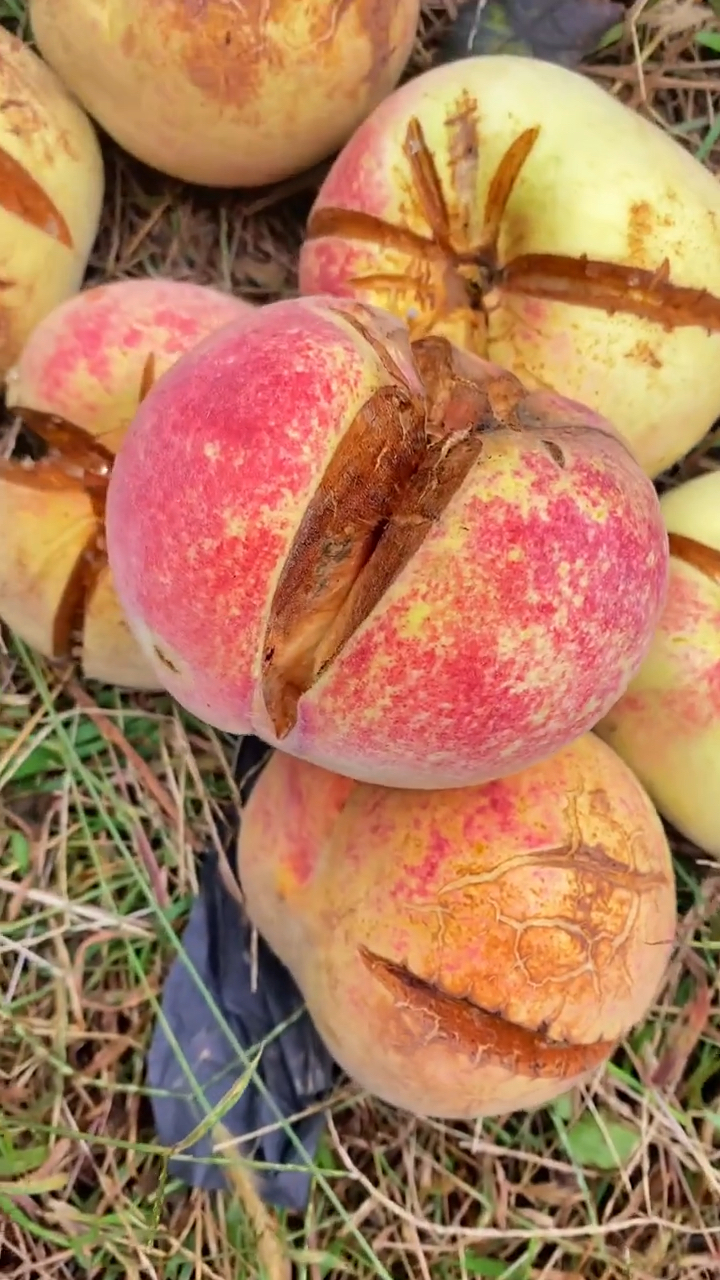 裂口桃子你喜欢吃嘛