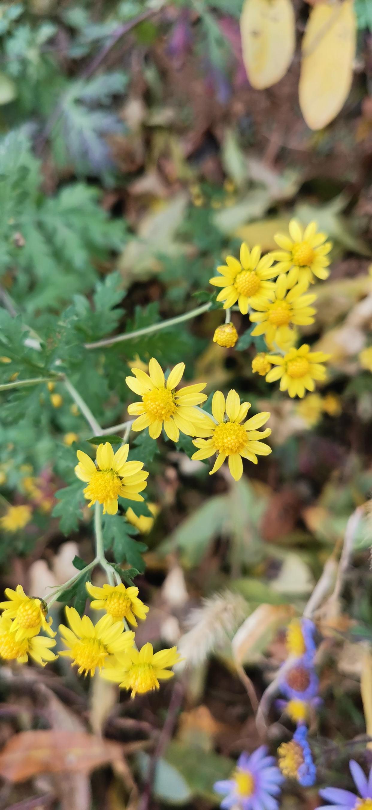 冬日送您一朵野菊花