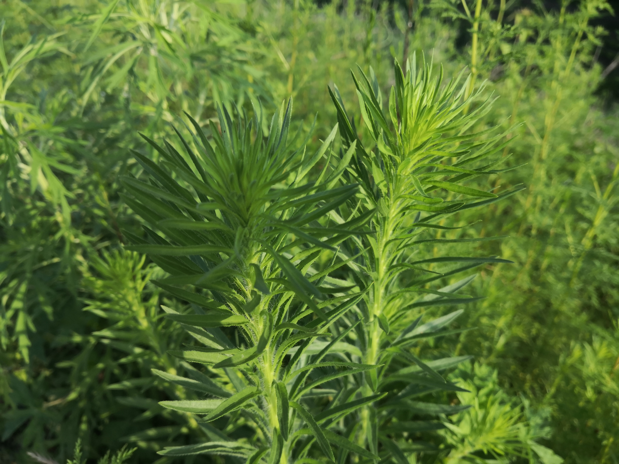 青蒿一一感悟生活系列小诗