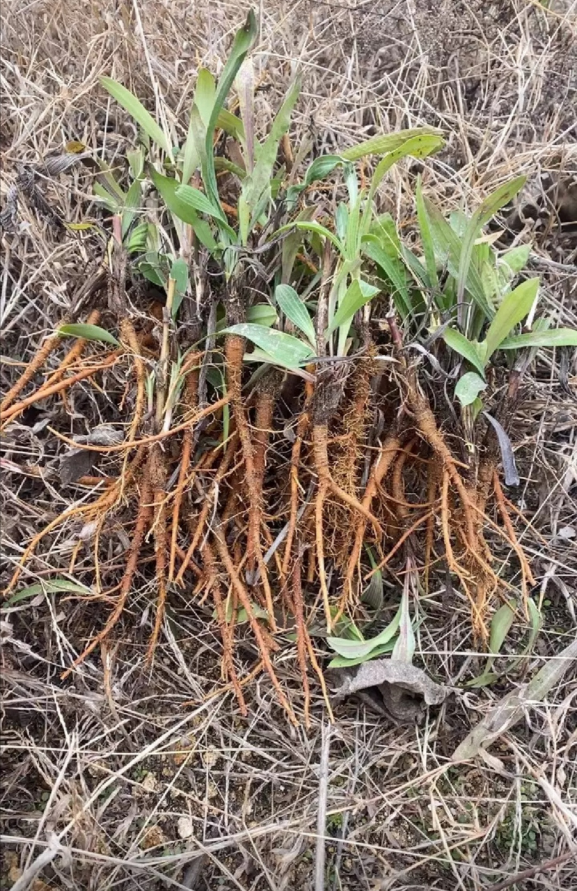 挖点纯天然的柴胡回家煮水喝,祛寒热邪气!