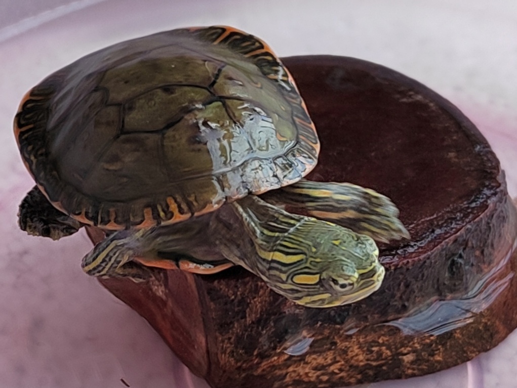 西锦龟的生活习性很强 西锦龟对多种栖息环境的适应性都很强,野生的