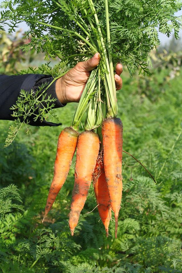 胡萝卜种植掌握以下技术要点,优质高产效果好,效益好