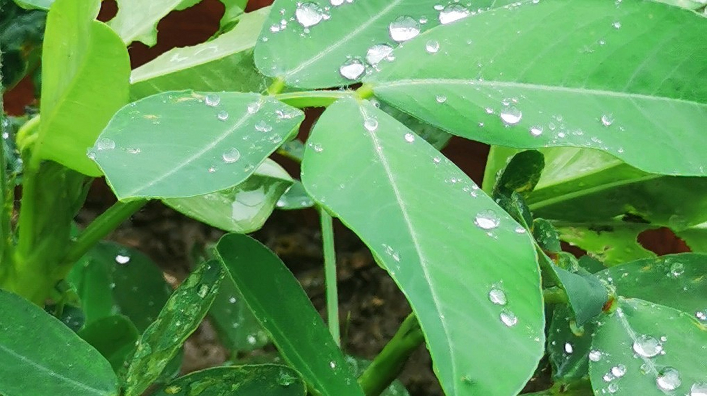 绿色背景图清新图片