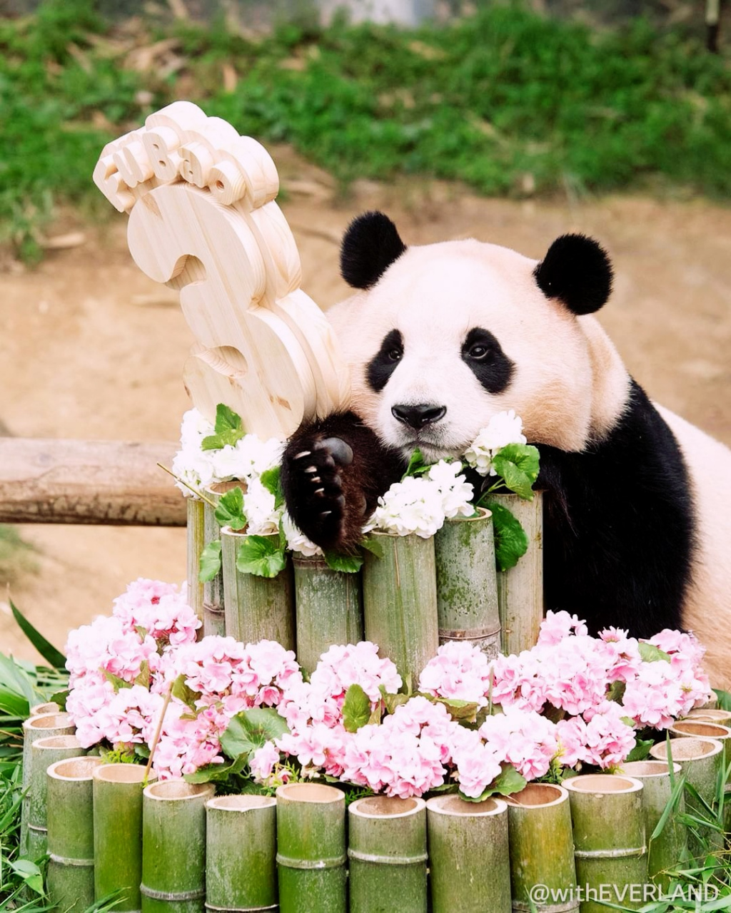 大熊猫# 甜甜的大熊猫福宝,三岁生日快乐!