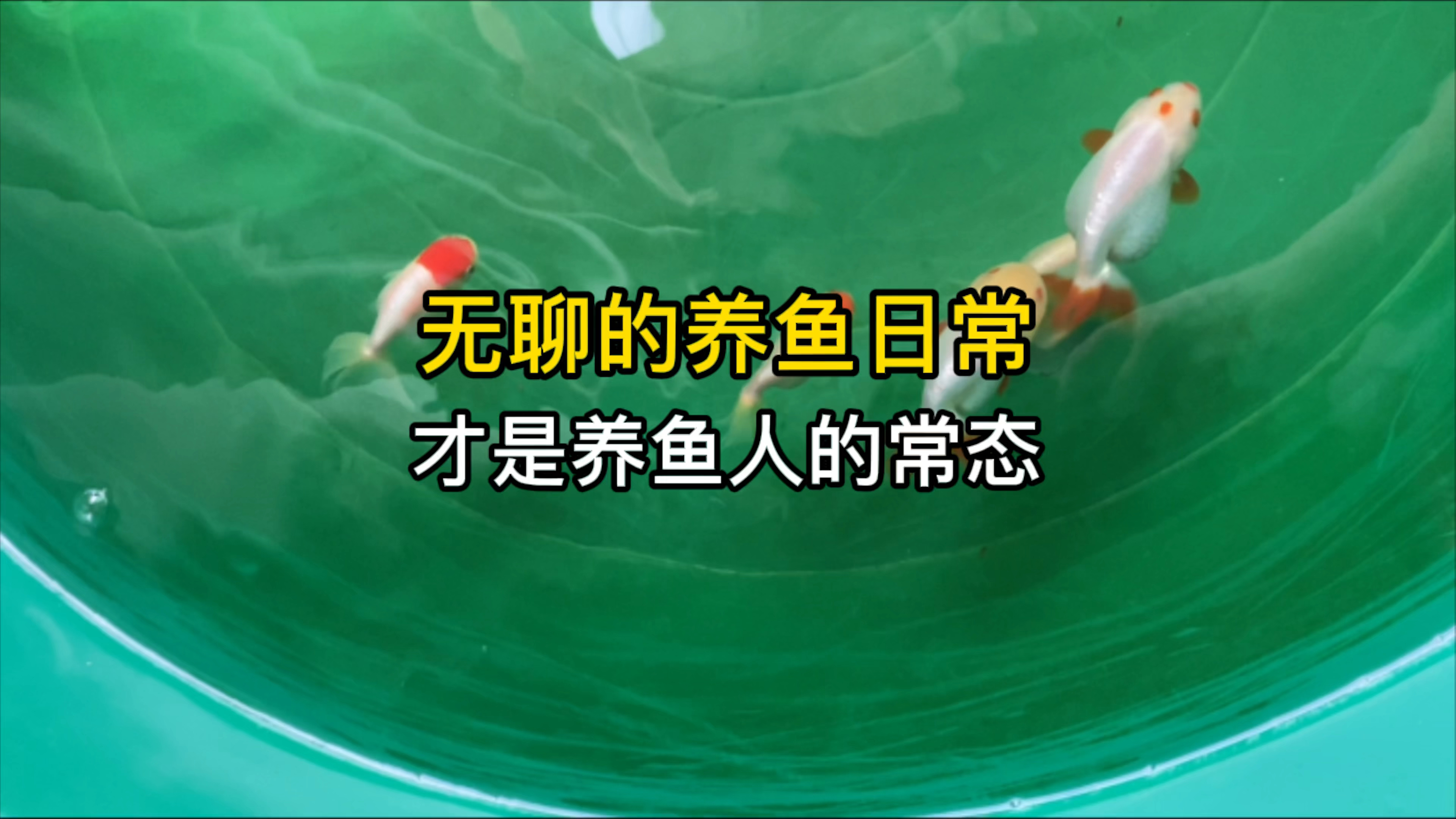 无聊的养鱼日常,才是养鱼人的常态