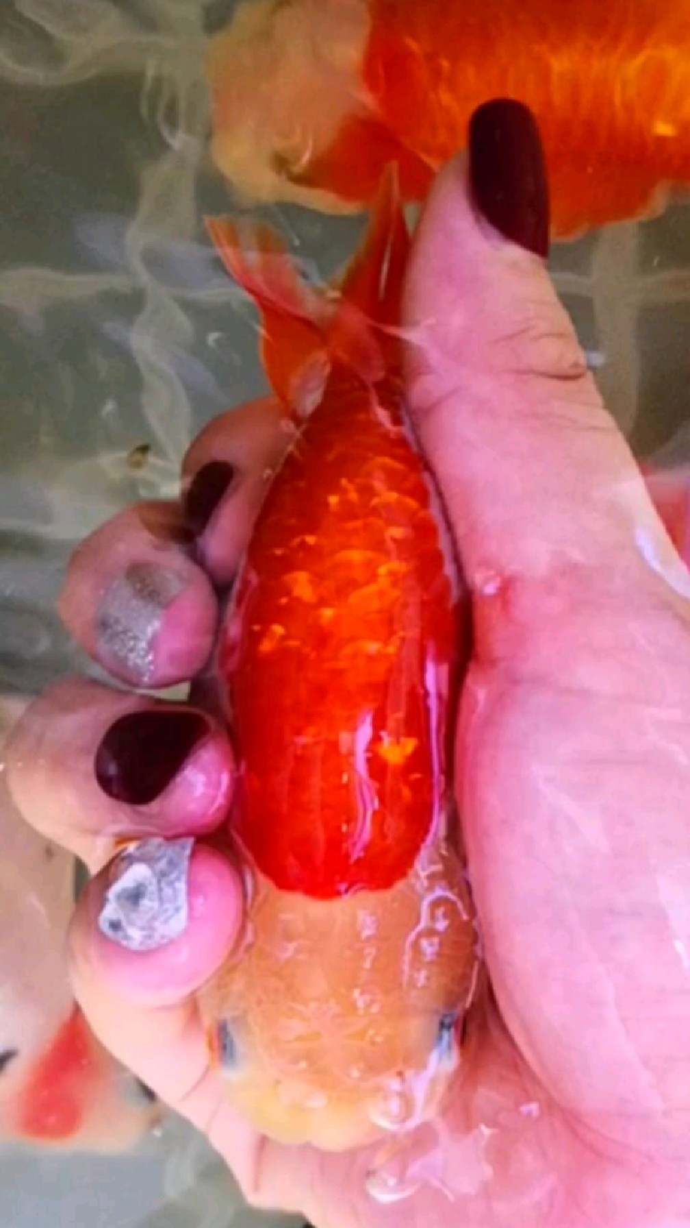 玉面通背红白兰寿金鱼,完美体型～-度小视