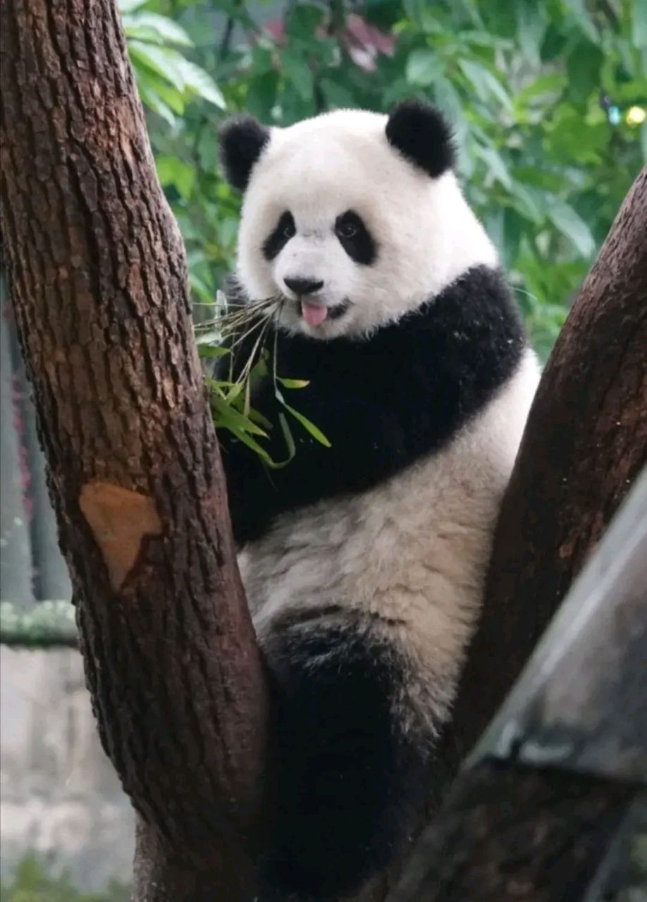 重庆动物园的渝爱小熊友才1岁,却被网友称  为"爱姐".