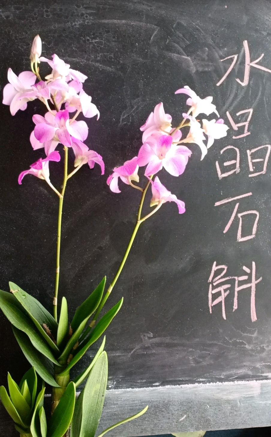 植物图:水晶石斛兰