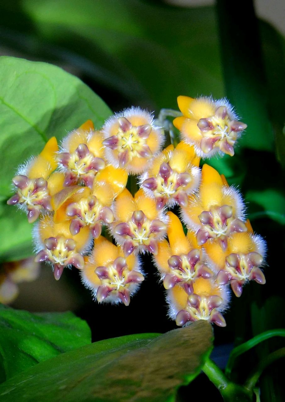 美丽盆栽-猴王球兰