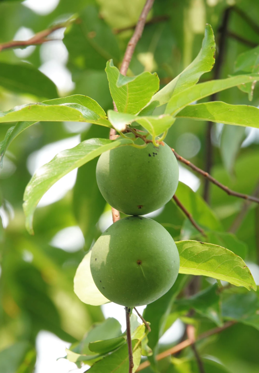 法国香杮,湛江的法国香杮是法国人从越南引种而来,故名法国香杮(原