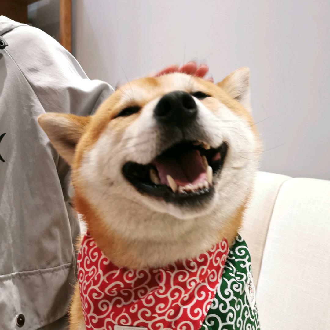 超级适合单身小哥哥的萌宠微信头像—撩妹子必备