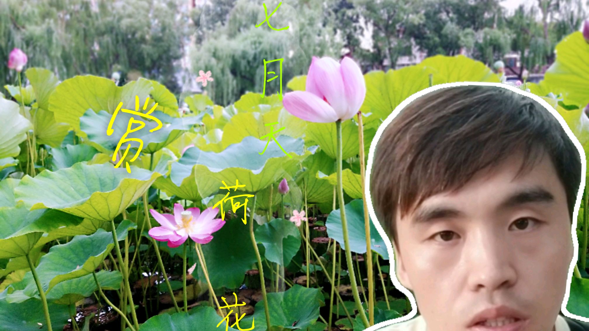 你知道荷花的诗词吗?这个七月,你会去看荷花吗?走进荷花的七月