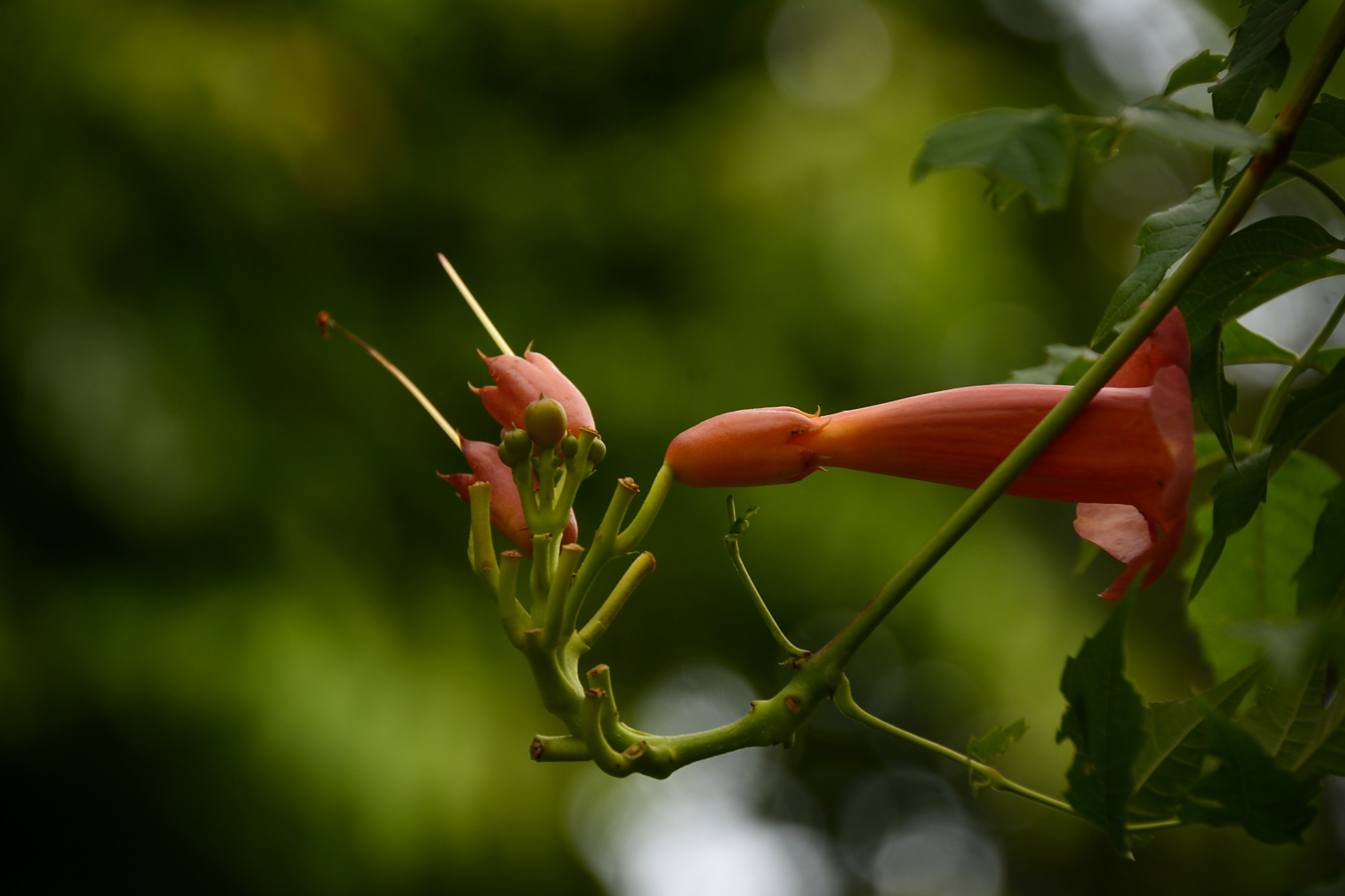 图中花名叫"厚萼凌霄",凌霄花的一种,我在广州市儿童公园里拍的,在拍