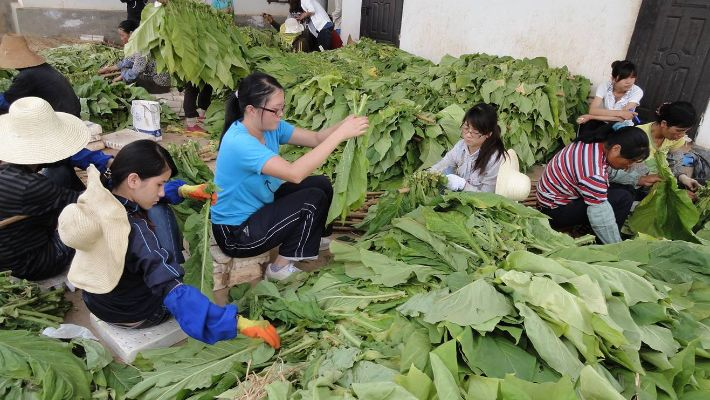 菸草學院開設品煙課程,學生學習