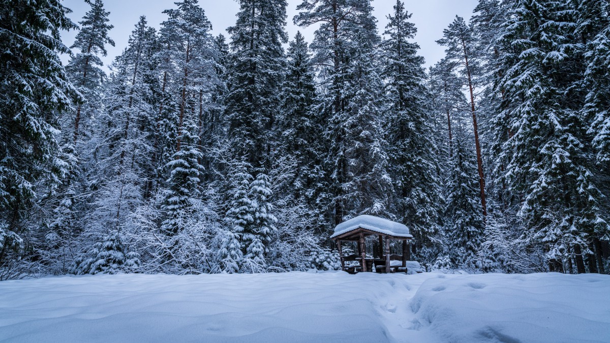 雪照片图片大全风景图片