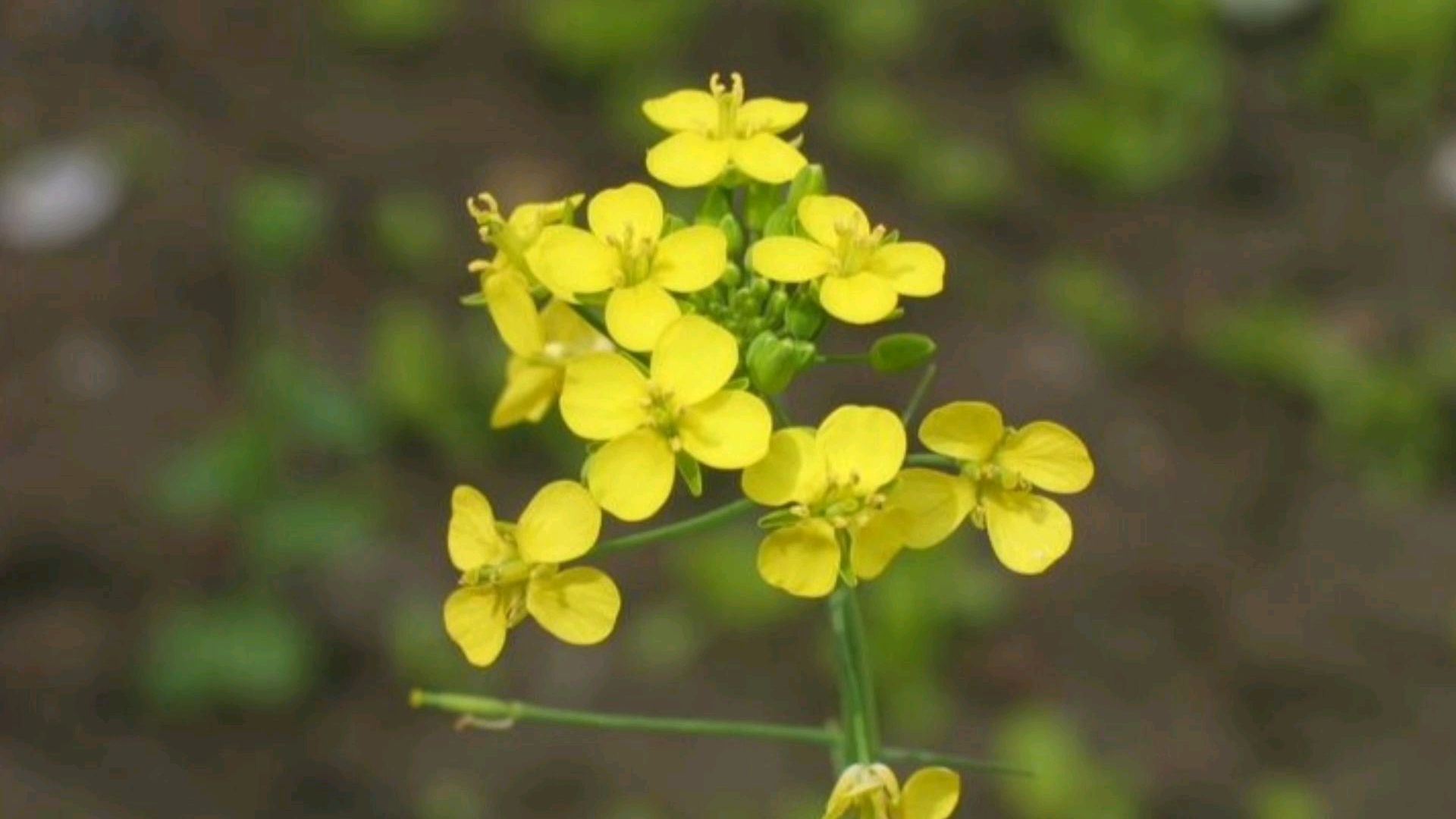 大白菜,油菜(芸薹)跟菘蓝有什么相同之处呢?