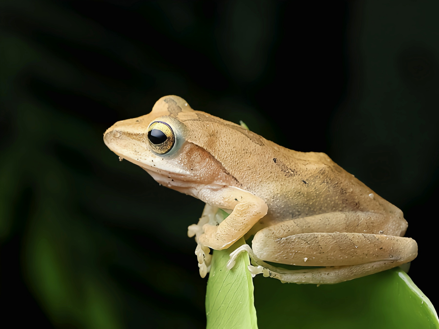 每天认识一种动物——斑腿泛树蛙 斑腿泛树蛙原产于亚洲中部及南部