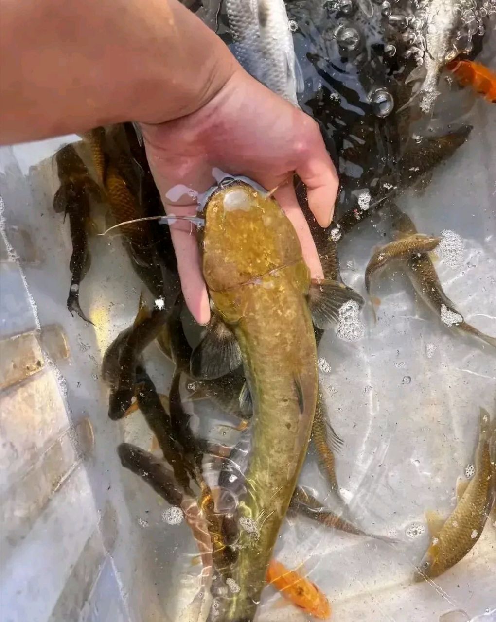 网友:金黄色的野生鲶鱼