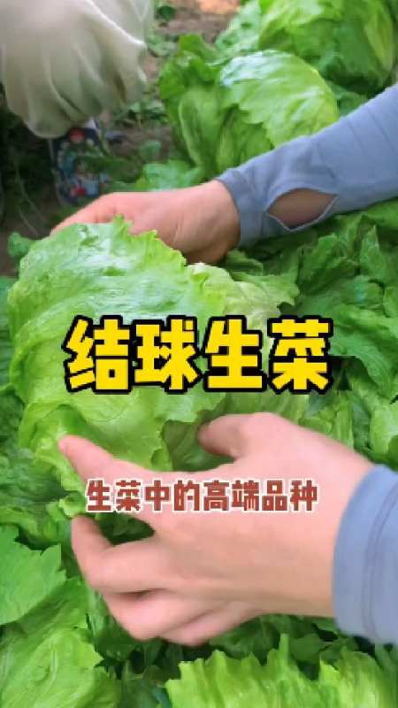 喜欢吃生菜的朋友,可以在家种些结球生菜-度小视