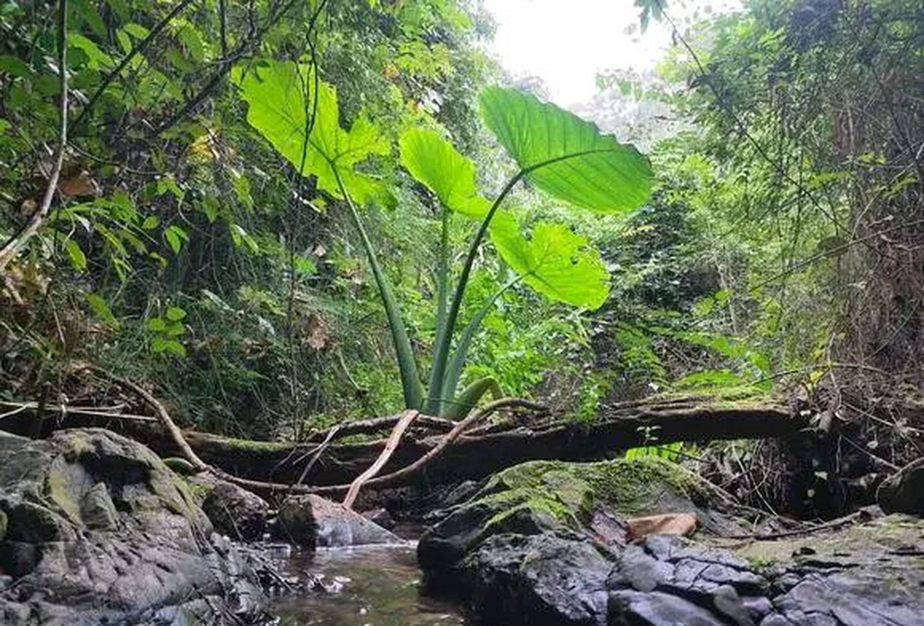 网友:大山里面发现的野生芋头,第一次见这么大的,整回去炖排骨怎么样