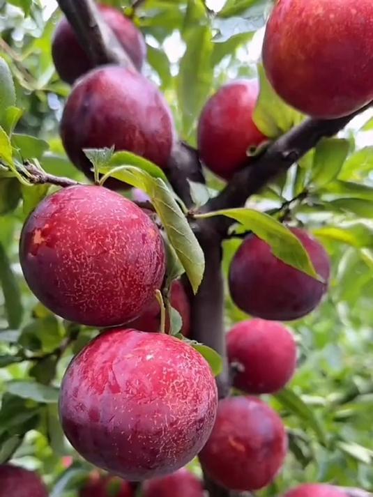 这款大红袍李子,为何能成为今年的水果新宠?