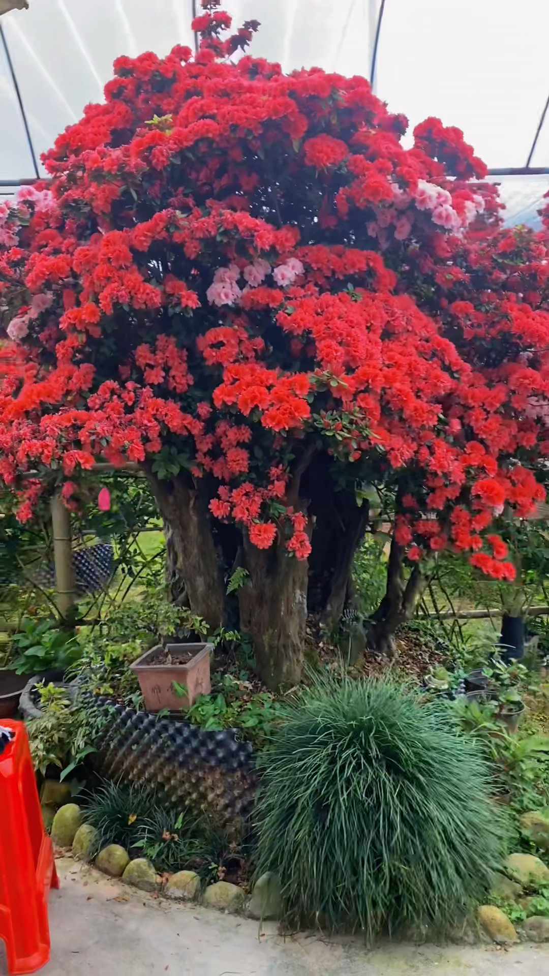 花中西施,杜鹃花,丹东红