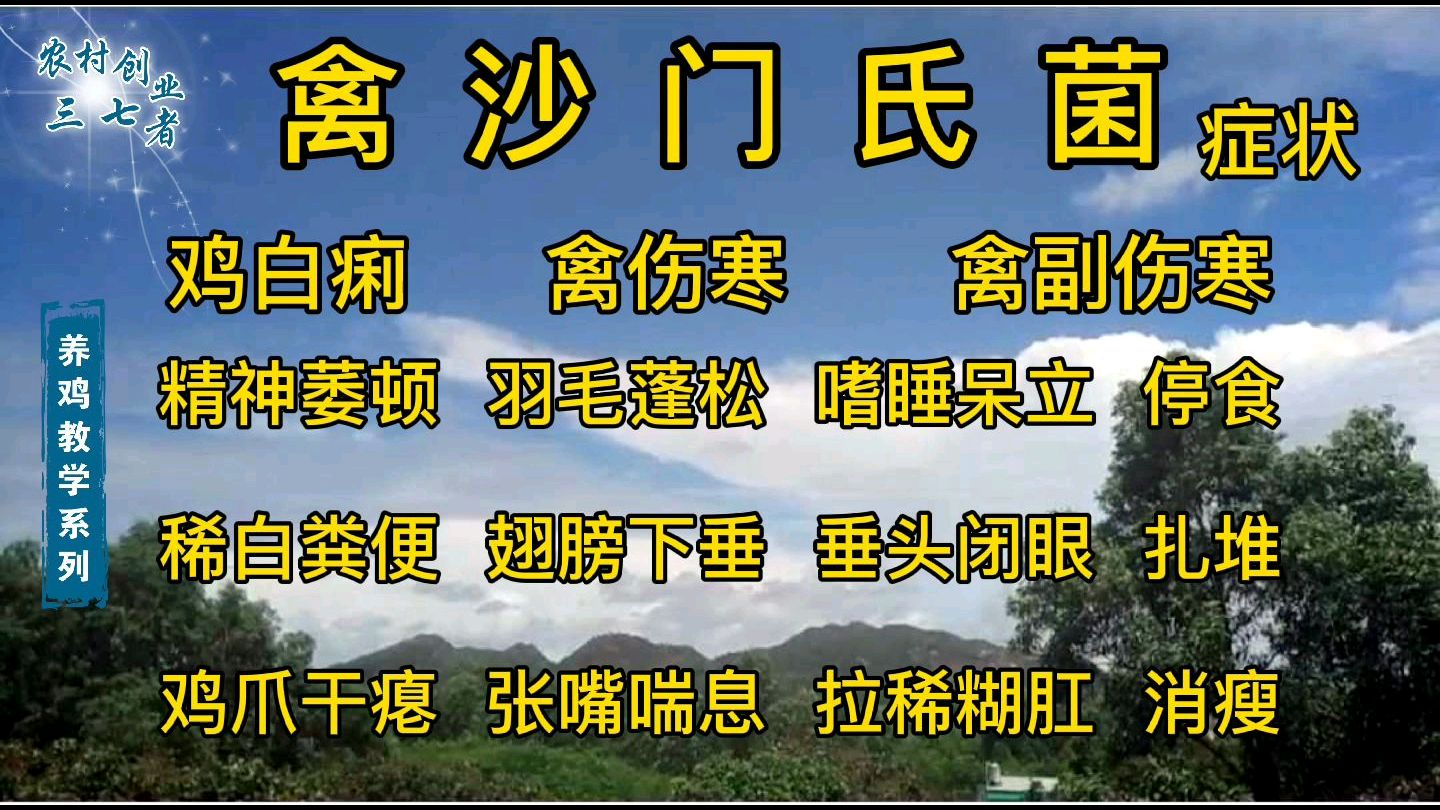 养鸡教学自媒体改革第一期,沙门氏菌断病,预防用药全套系列详解