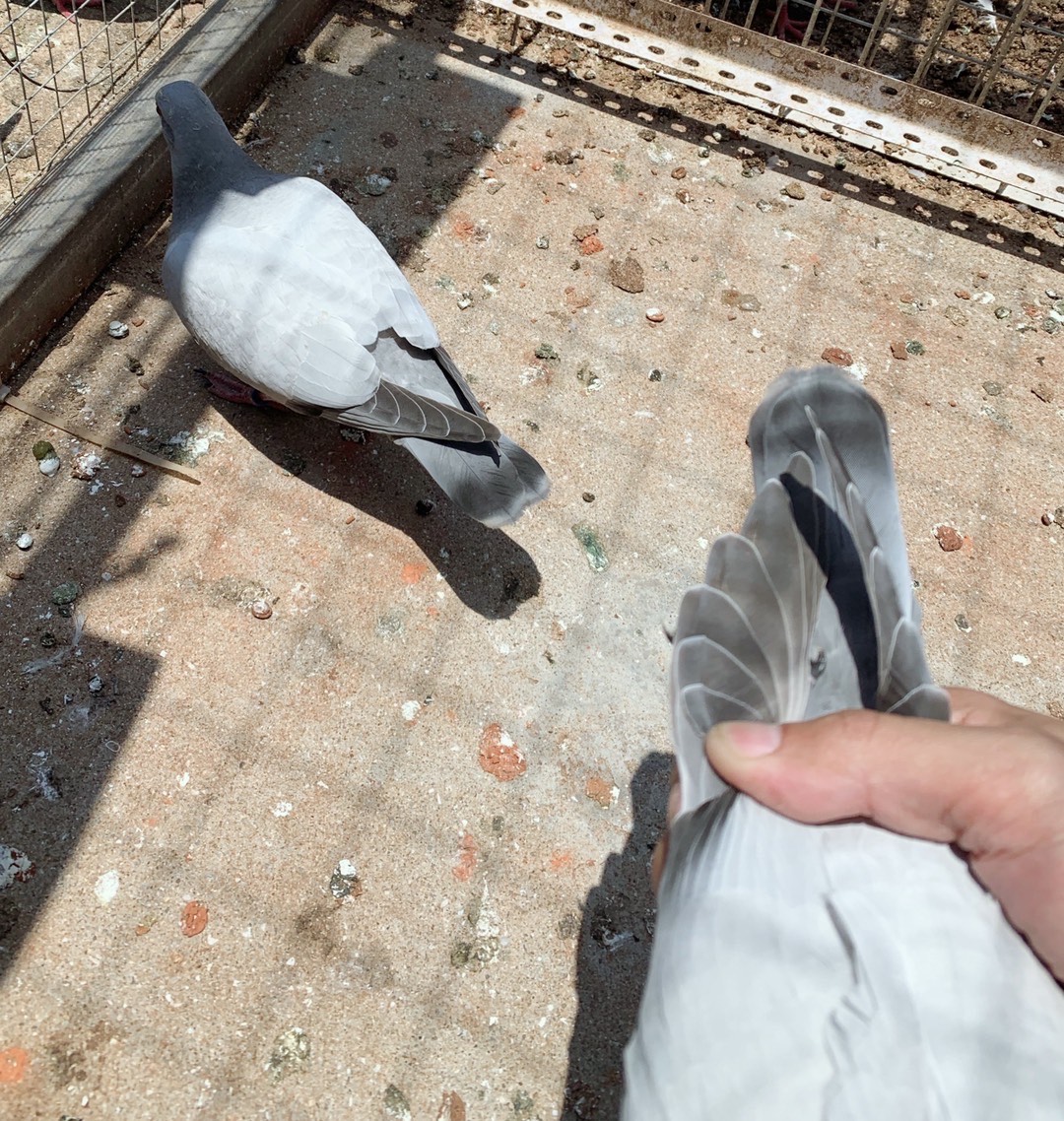 杨阿腾·无杠灰