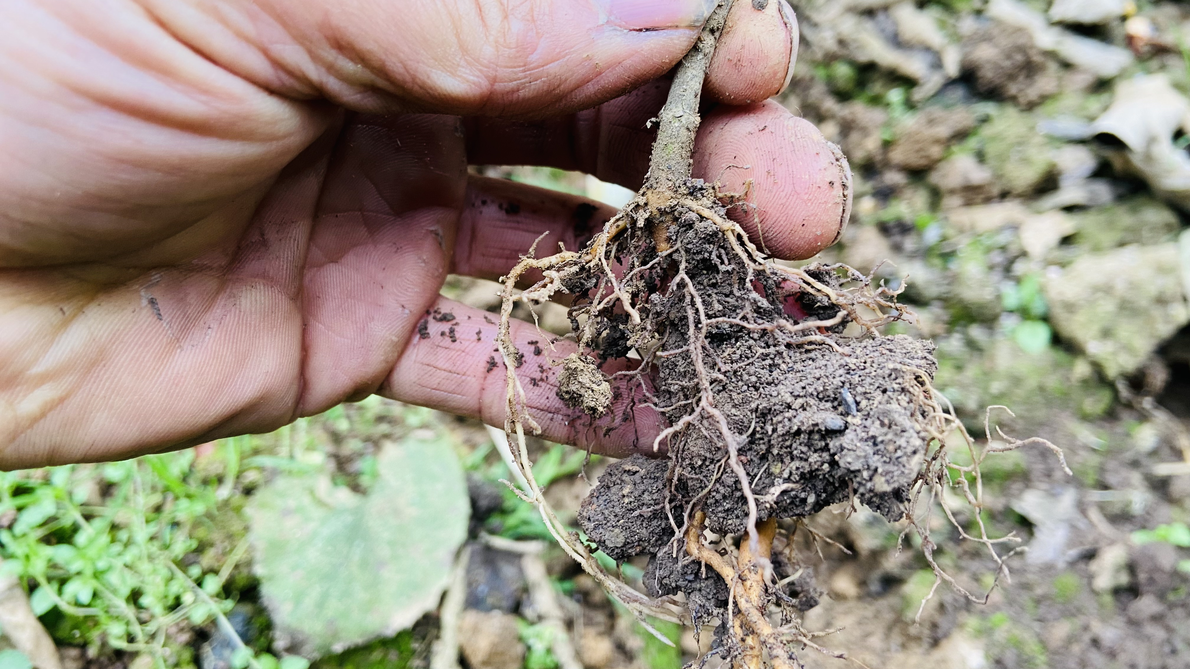 身边的植物# 它是藤蔓植物,它就根系是肉质根系,主根不发达,须根发达