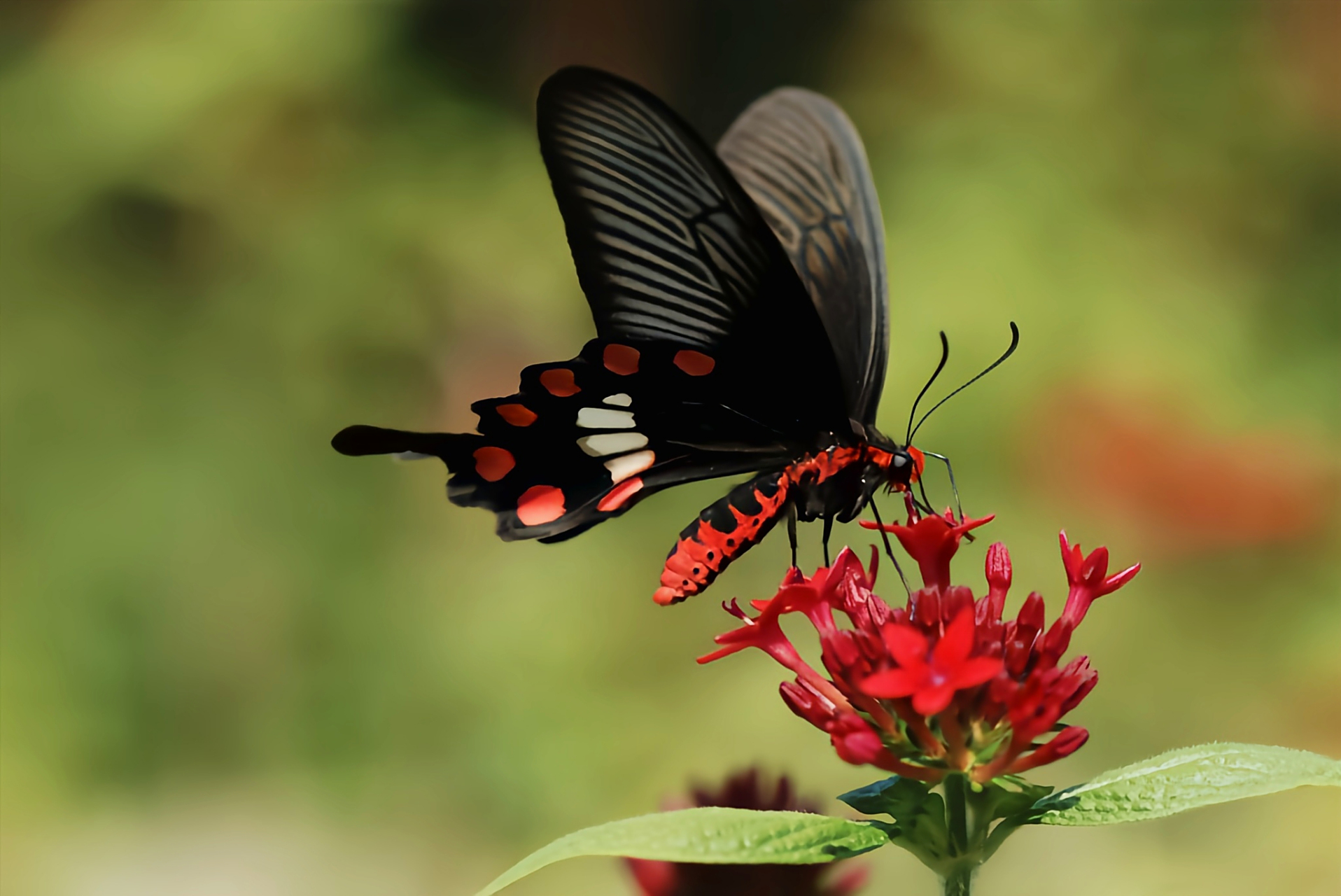每天认识一种昆虫——红珠凤蝶 红珠凤蝶,别名红腹凤蝶,红纹曙凤蝶.