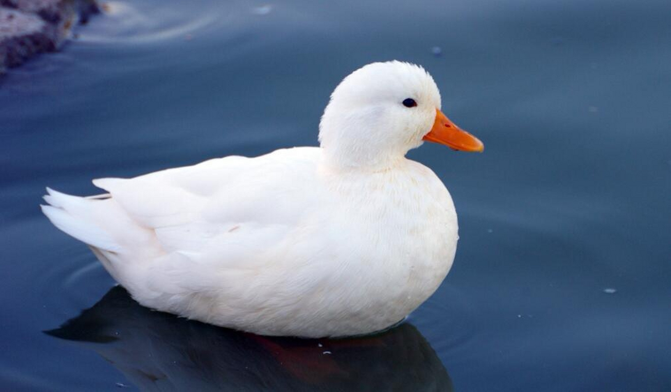 柯尔鸭和普通的鸭子有什么区别?