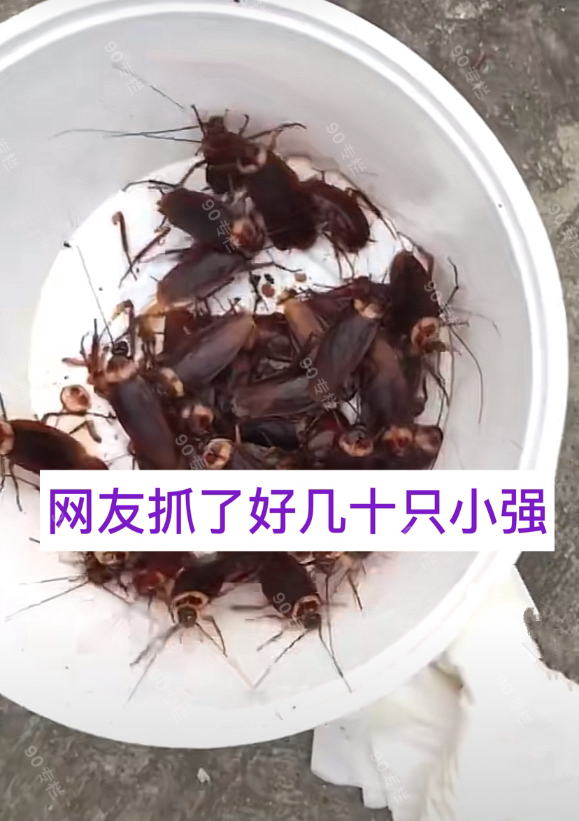 不爱请别伤害?江西男子捉蟑螂,放在桶里用火烧,网友争议