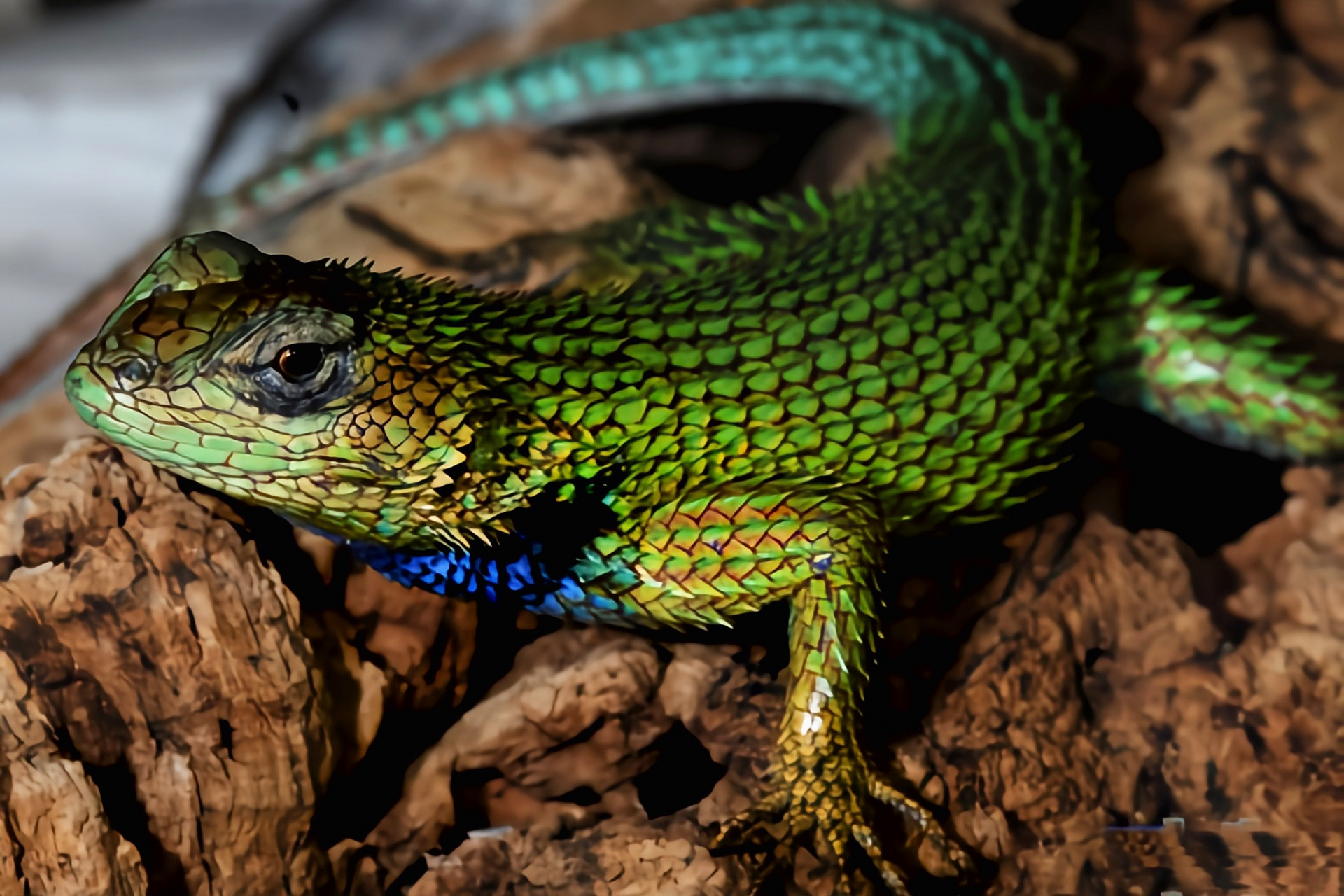 每天认识一种动物——孔雀针蜥 孔雀针蜥别名孔雀刺蜥原产于中美洲