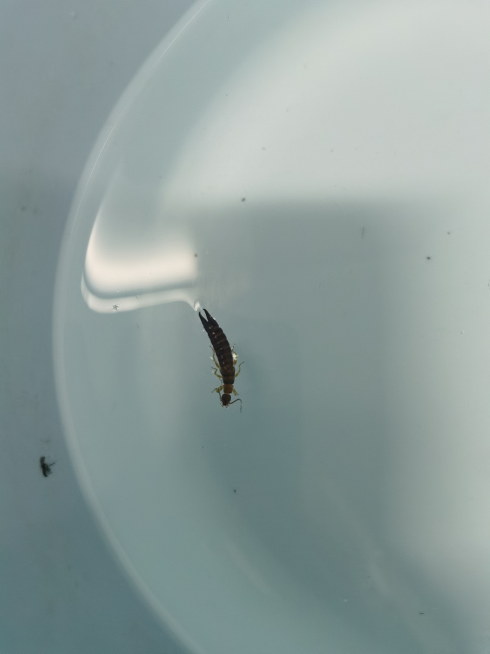 早上起来,发现卫生间有个这样的虫子,也不知道叫什么.