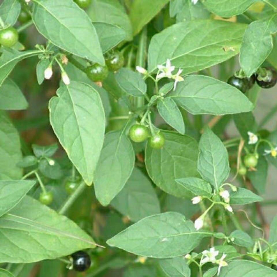 龙葵,好听的名字