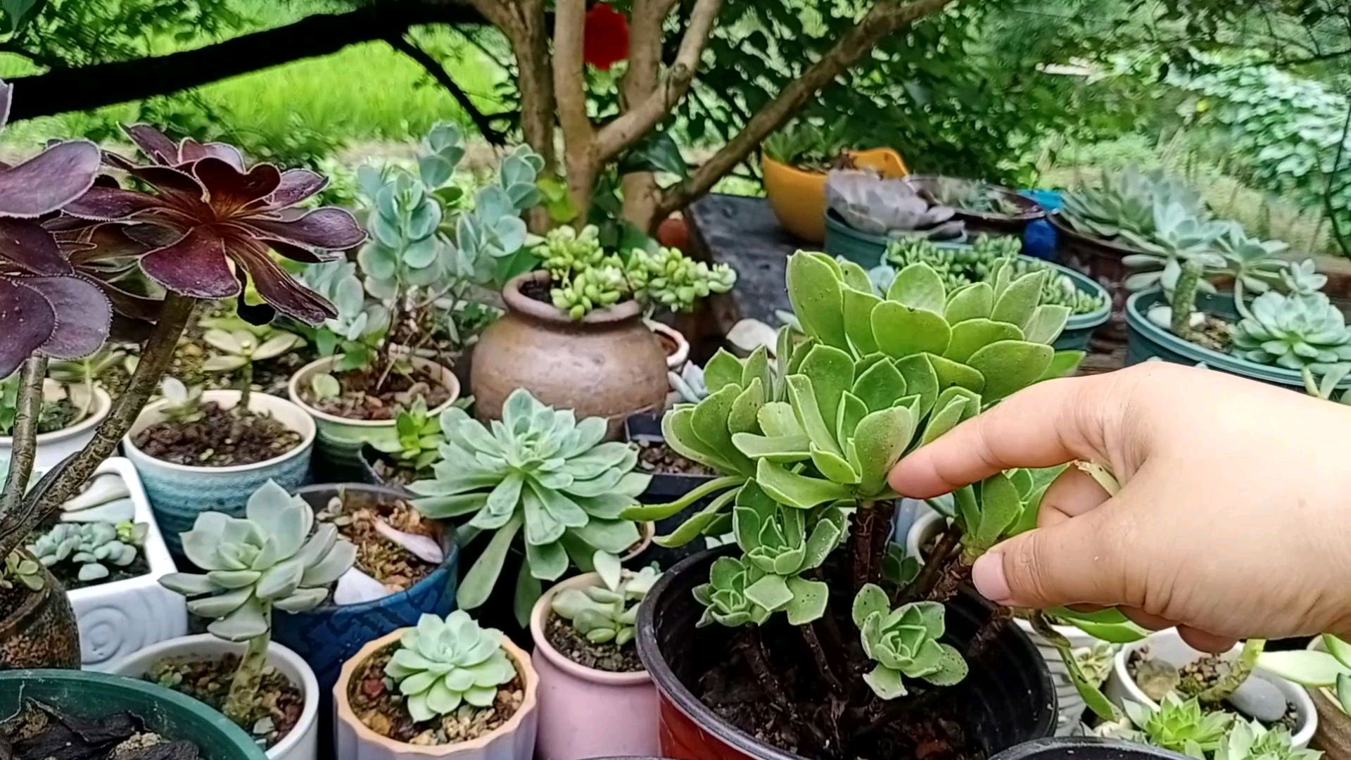 一个月前砍头的多肉法师,繁殖了10多个品种,现在看看服盆情况