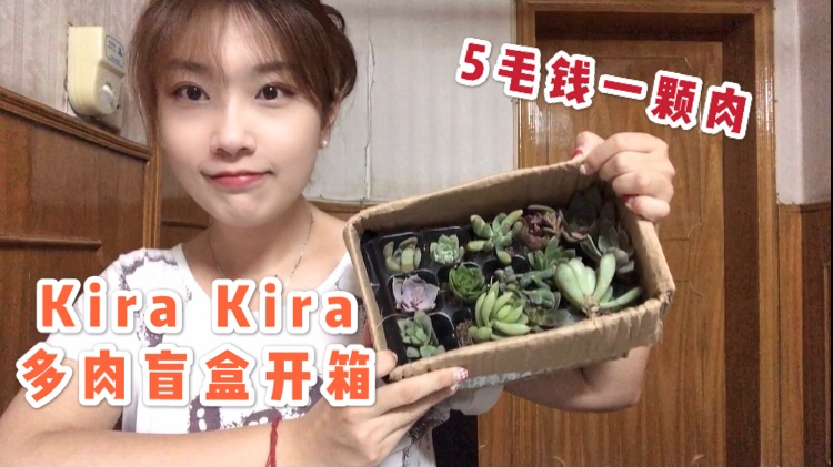 和Kira一起多肉盲盒开箱啦,5毛钱一颗随便养,新手试水超合适!