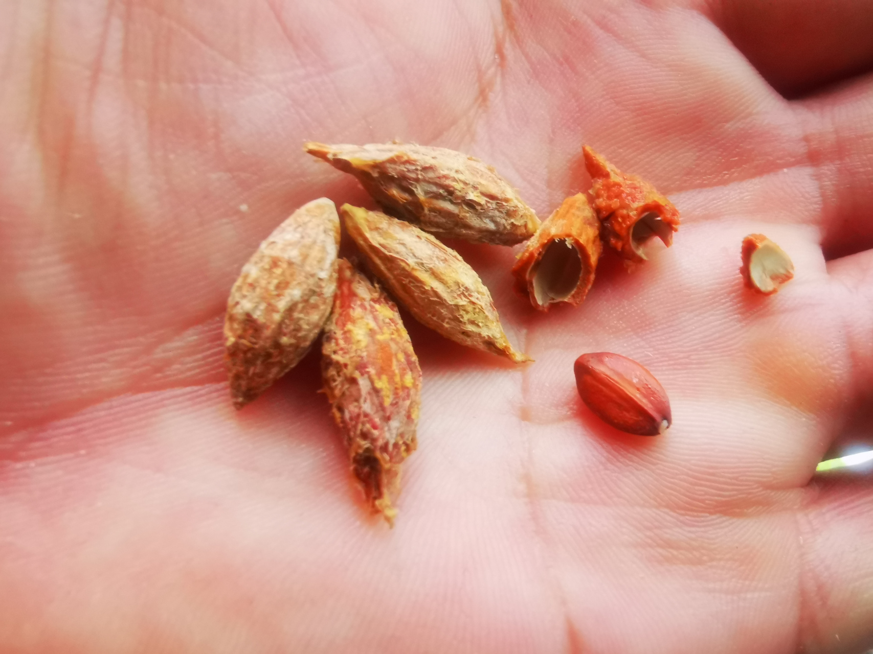 【枣树种子播种,当年就能出芽】 十几天前吃枣子,看枣核饱满,咬开看有