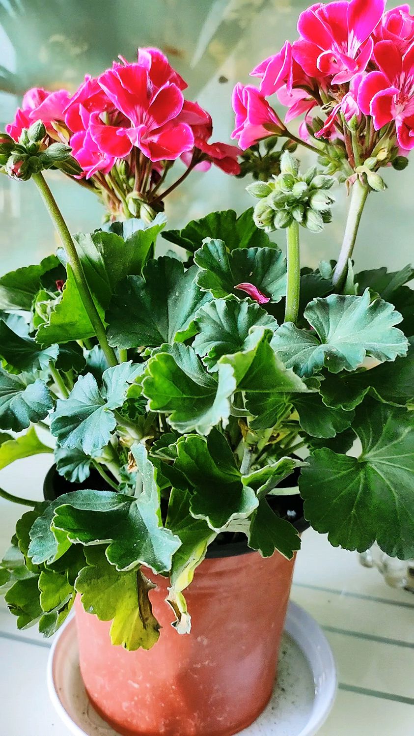 蝴蝶梅这样养生长旺盛花开满枝头